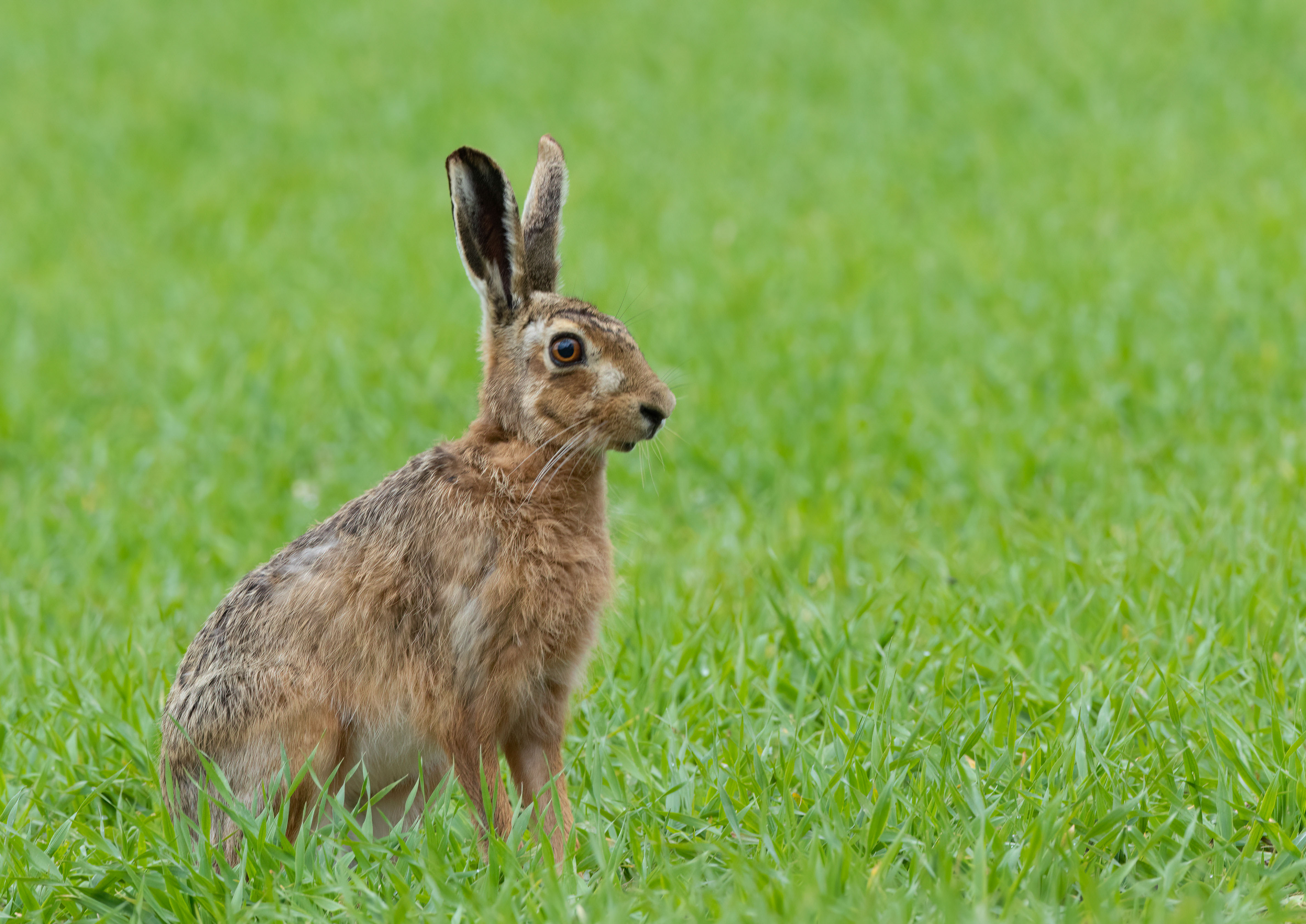 brown hare _AM28144m1.jpg