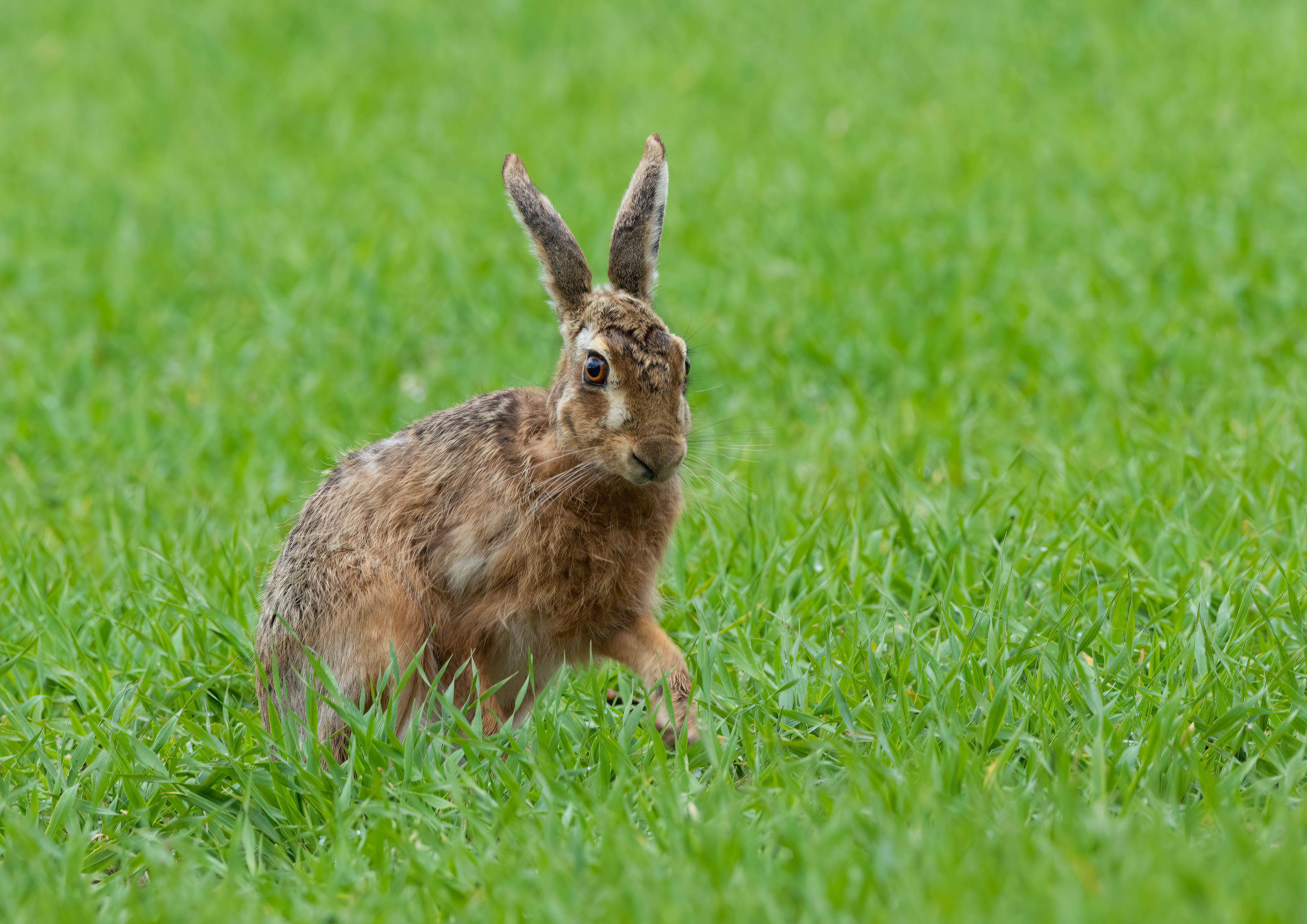 brown hare _AM28146m1.jpg