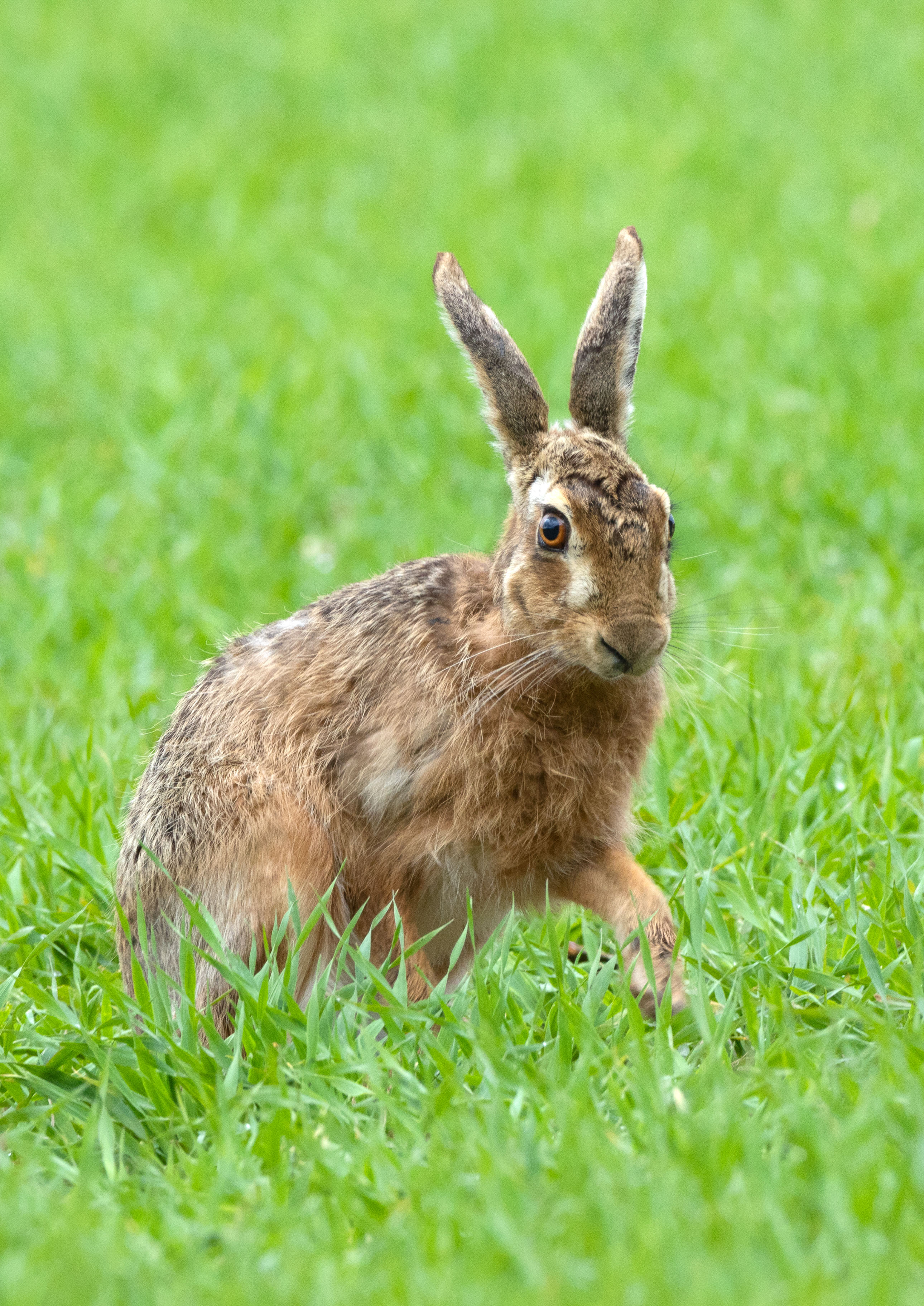 brown hare _AM28146m2.jpg