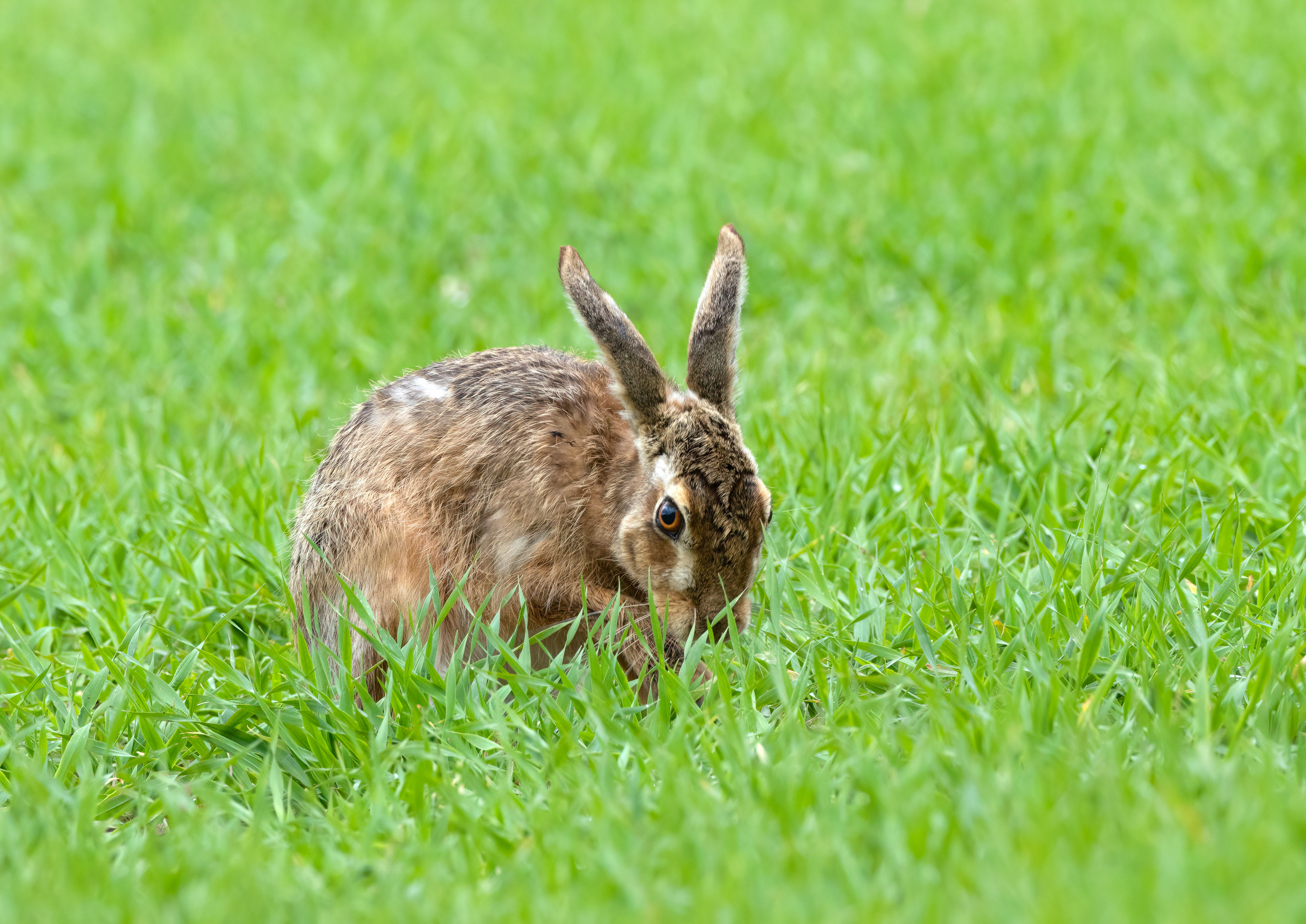 brown hare _AM28149m1.jpg