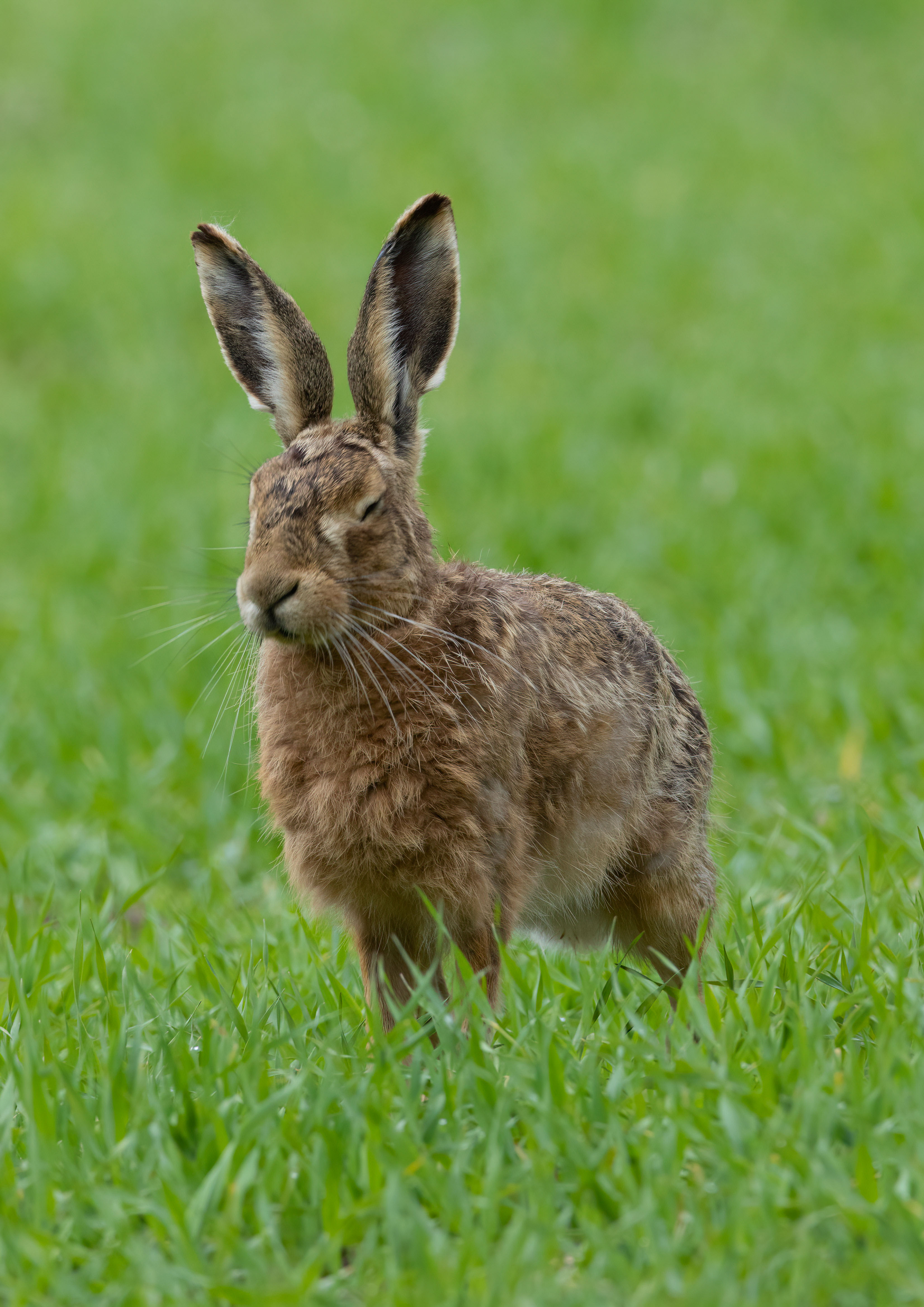 brown hare _AM28177m1.jpg