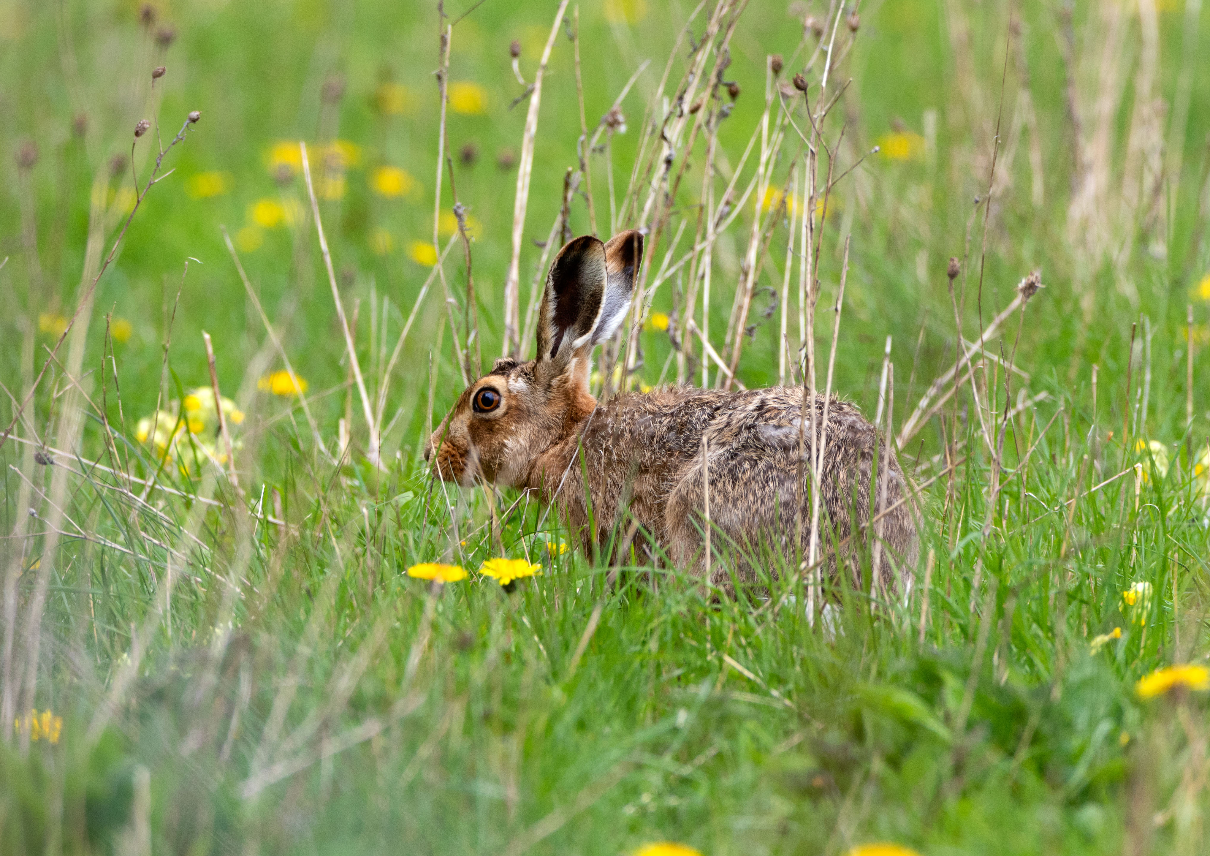 brown hare _AM28285m1.jpg