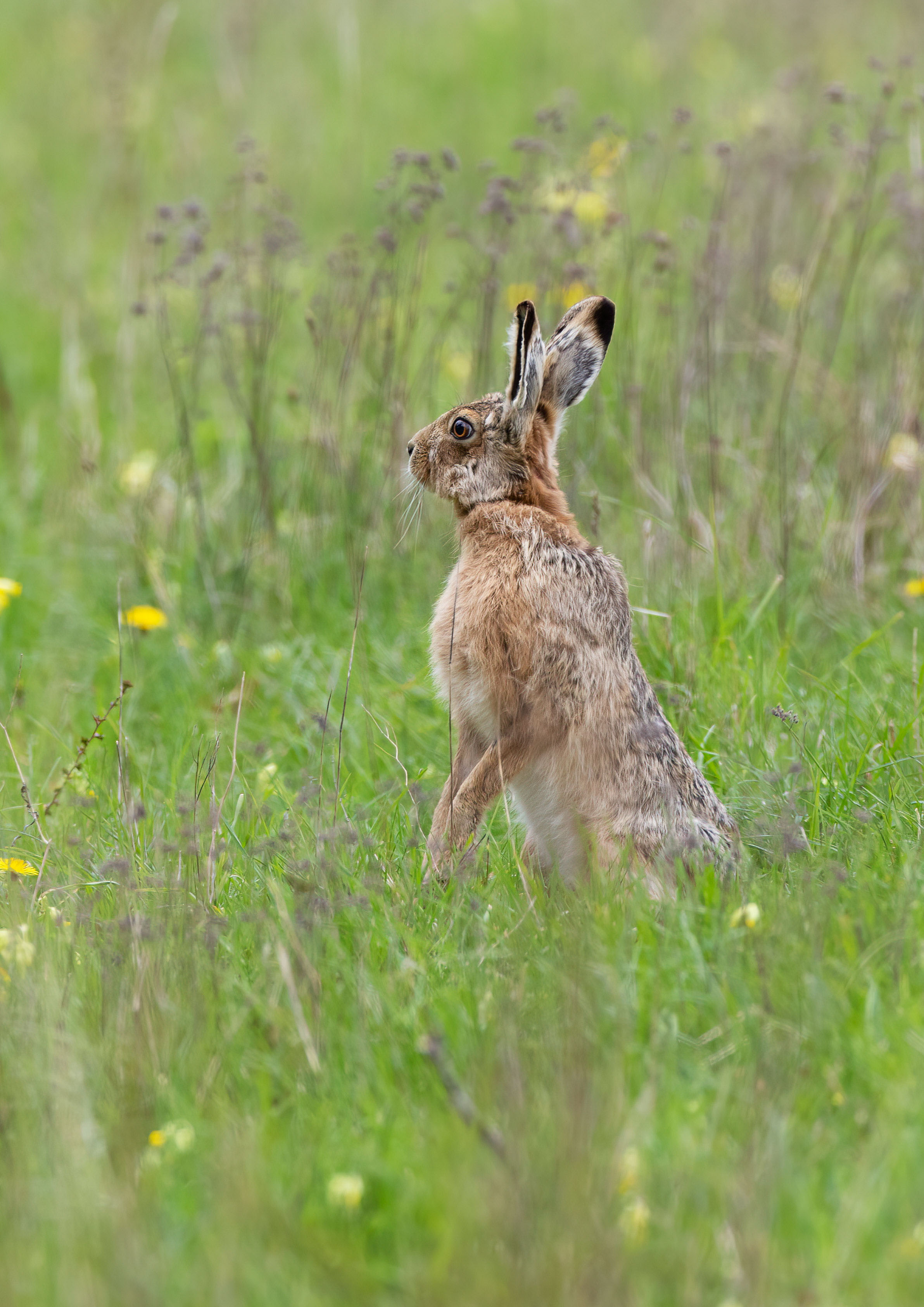 brown hare _AM28330m1.jpg