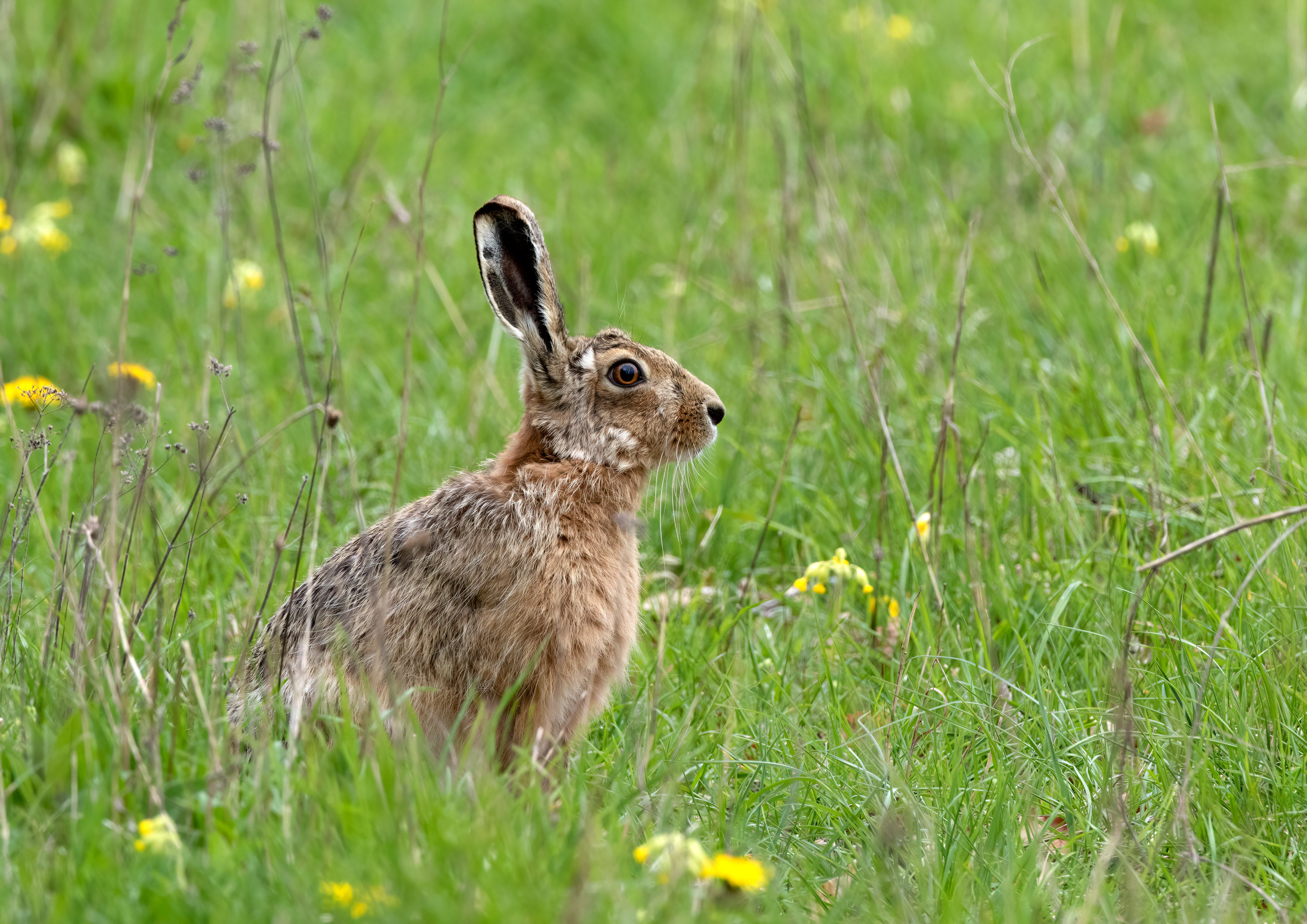brown hare _AM28381m1.jpg