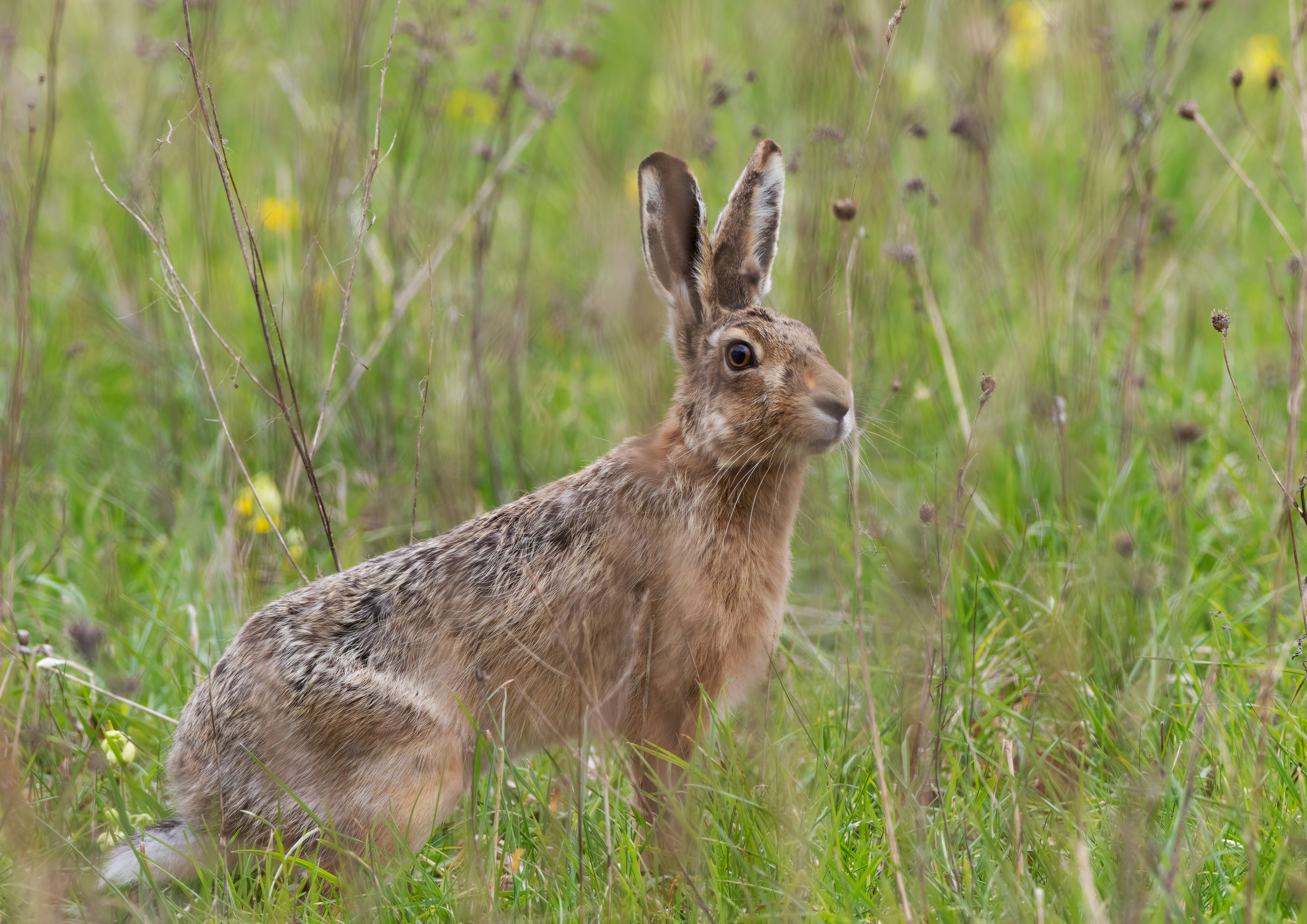 brown hare _AM28389m1.jpg