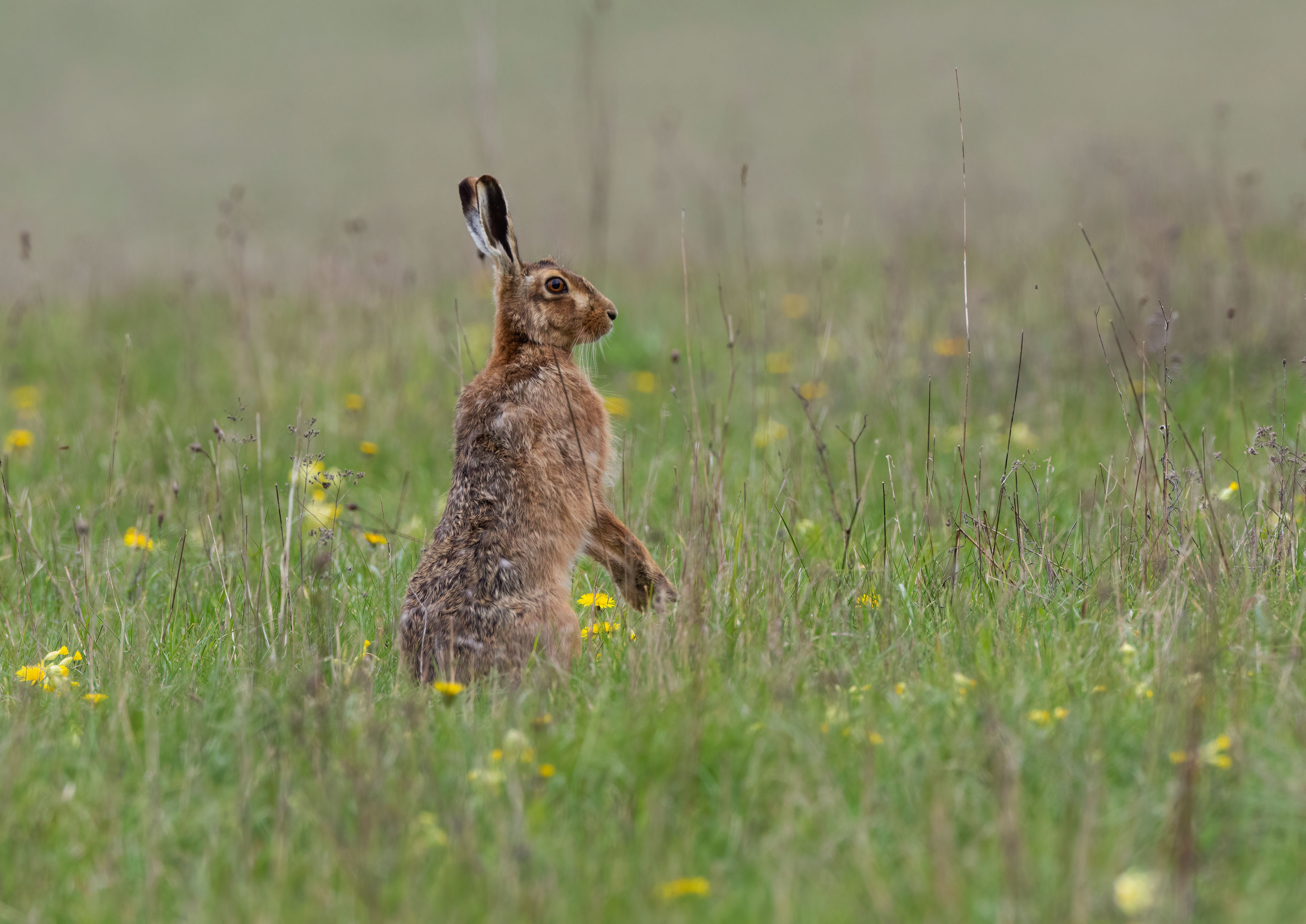 brown hare _AM28406m1.jpg