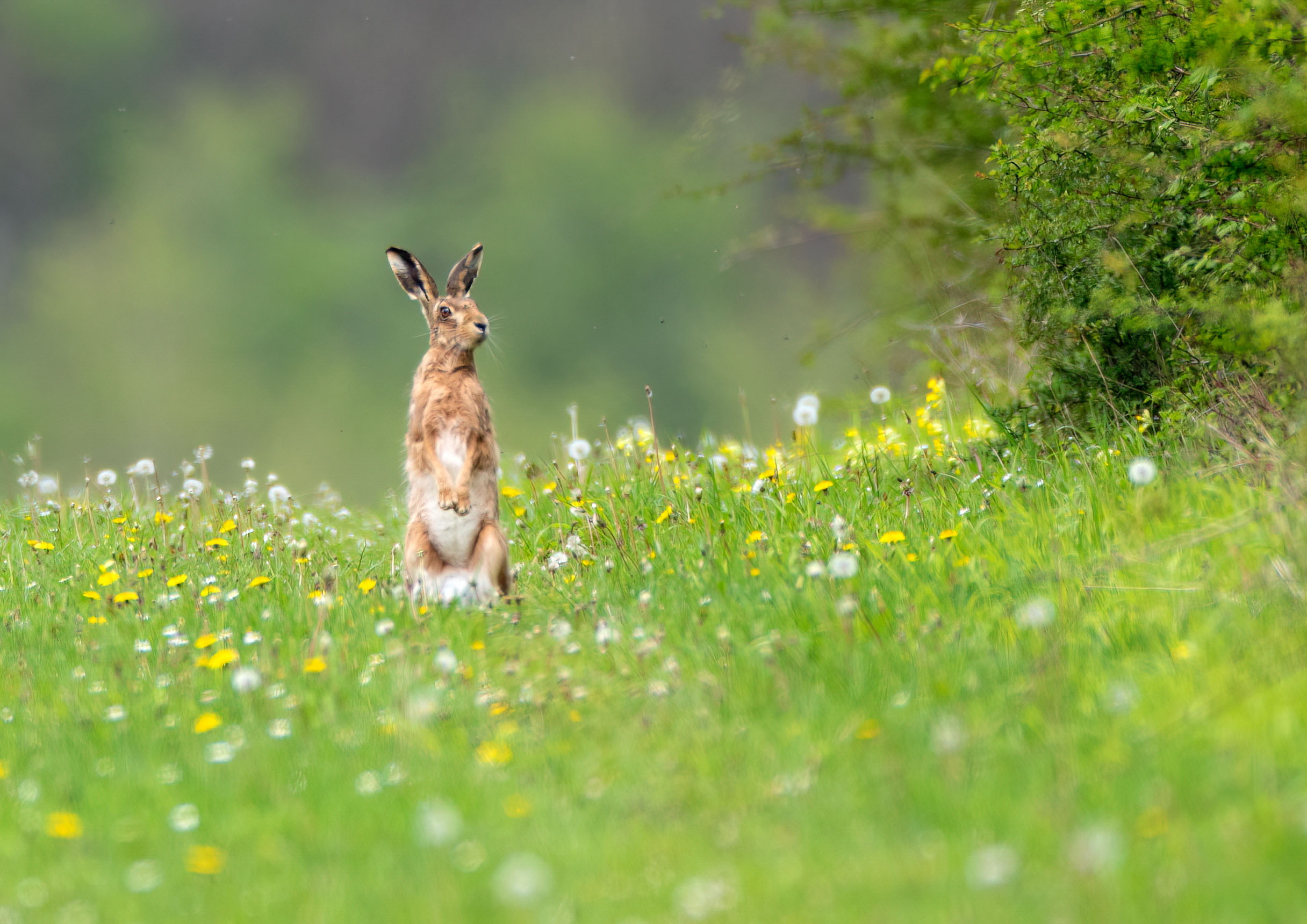 brown hare _AM28659m1.jpg