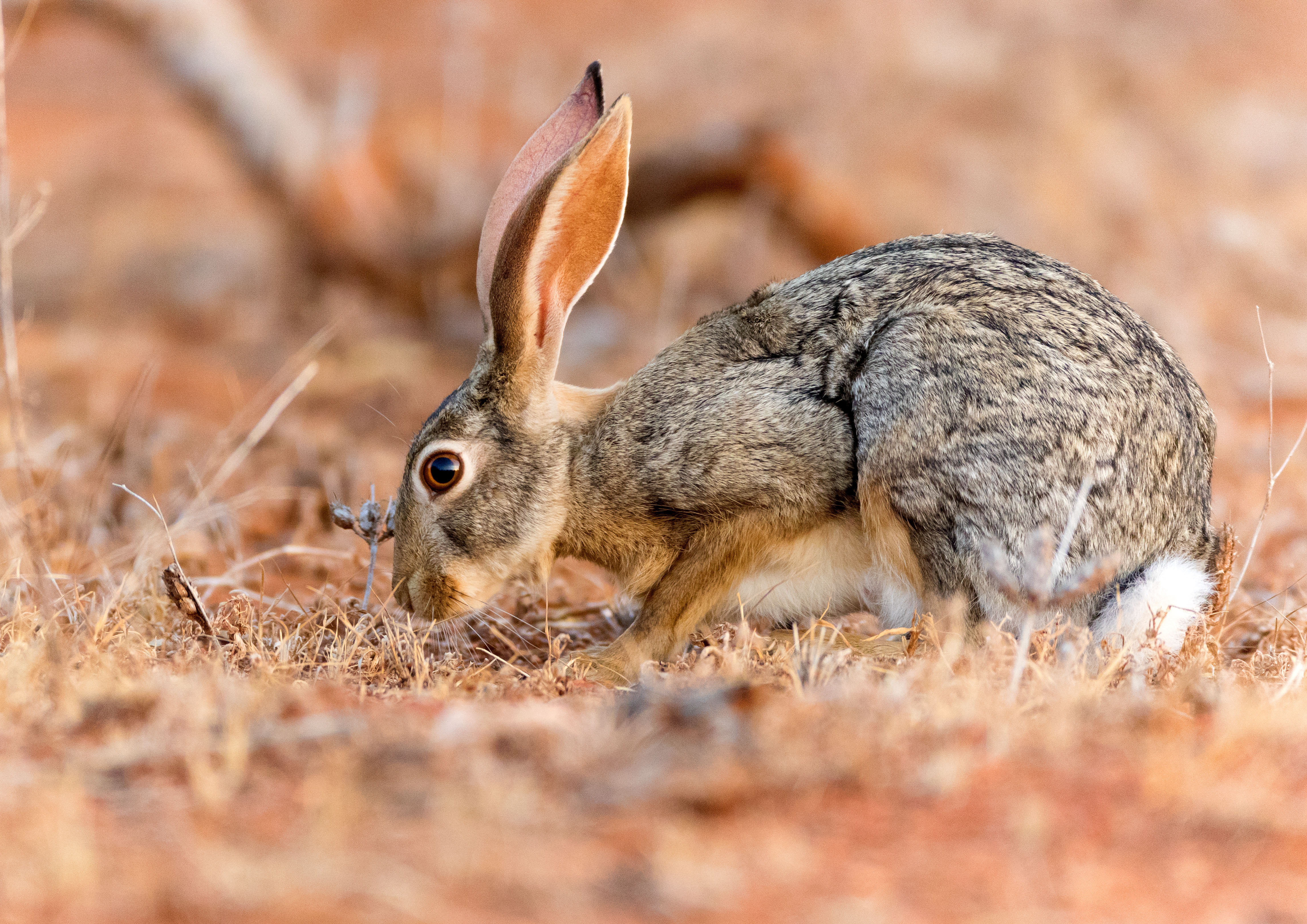 _MG_8397m1.jpg _MG_8397m1.jpg