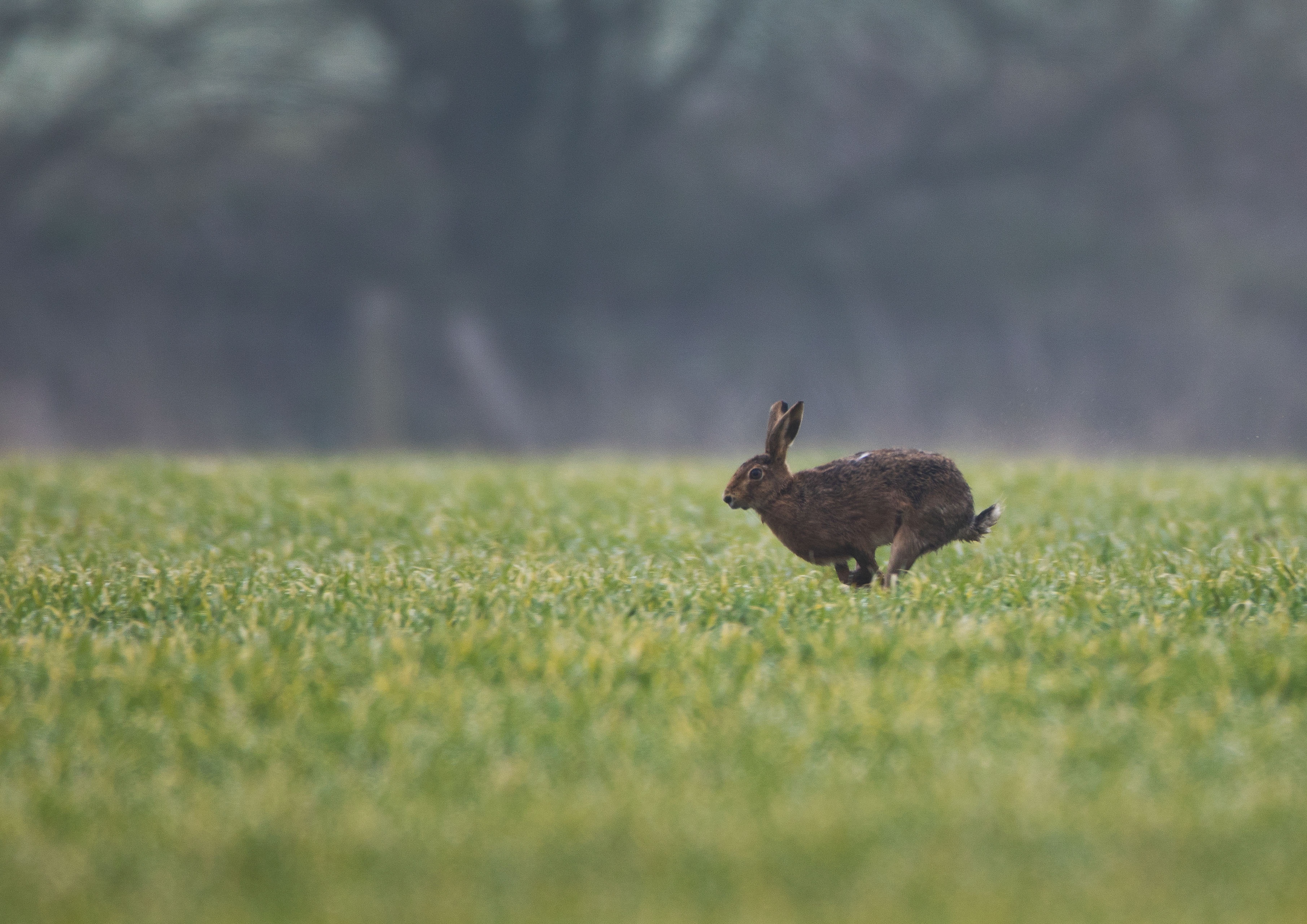 _W7A6664m1.jpg _W7A6664m1.jpg