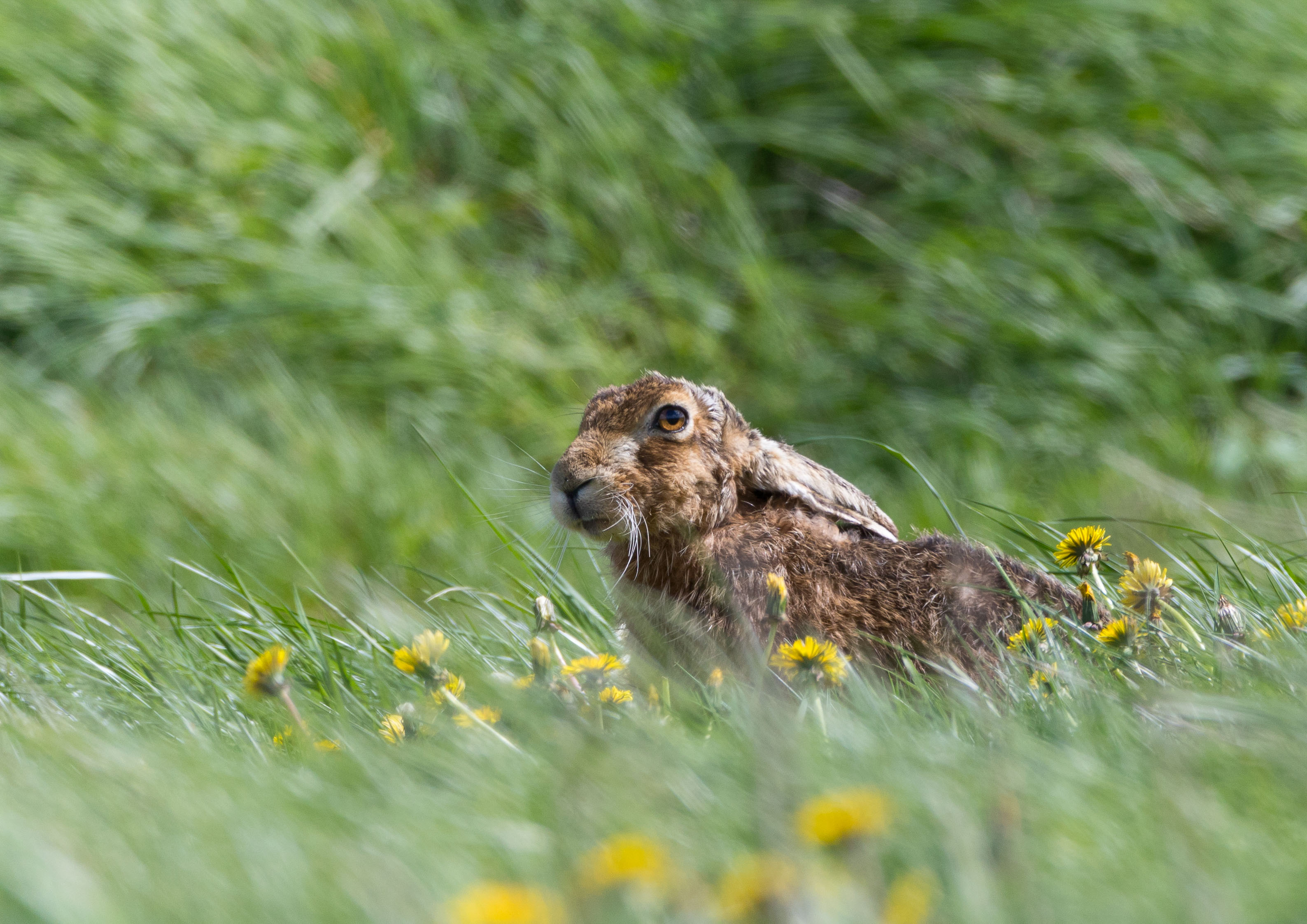 Hare eating dandelions _Y1A4975m1.jpg