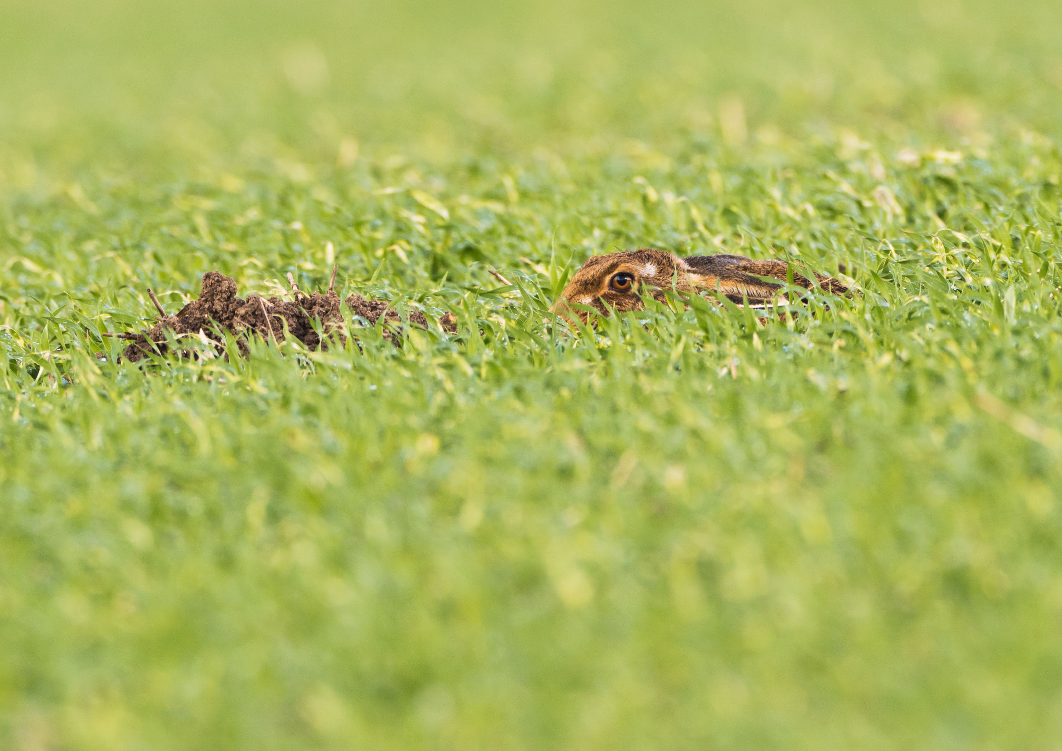 _Y1A8131m1.jpg _Y1A8131m1.jpg