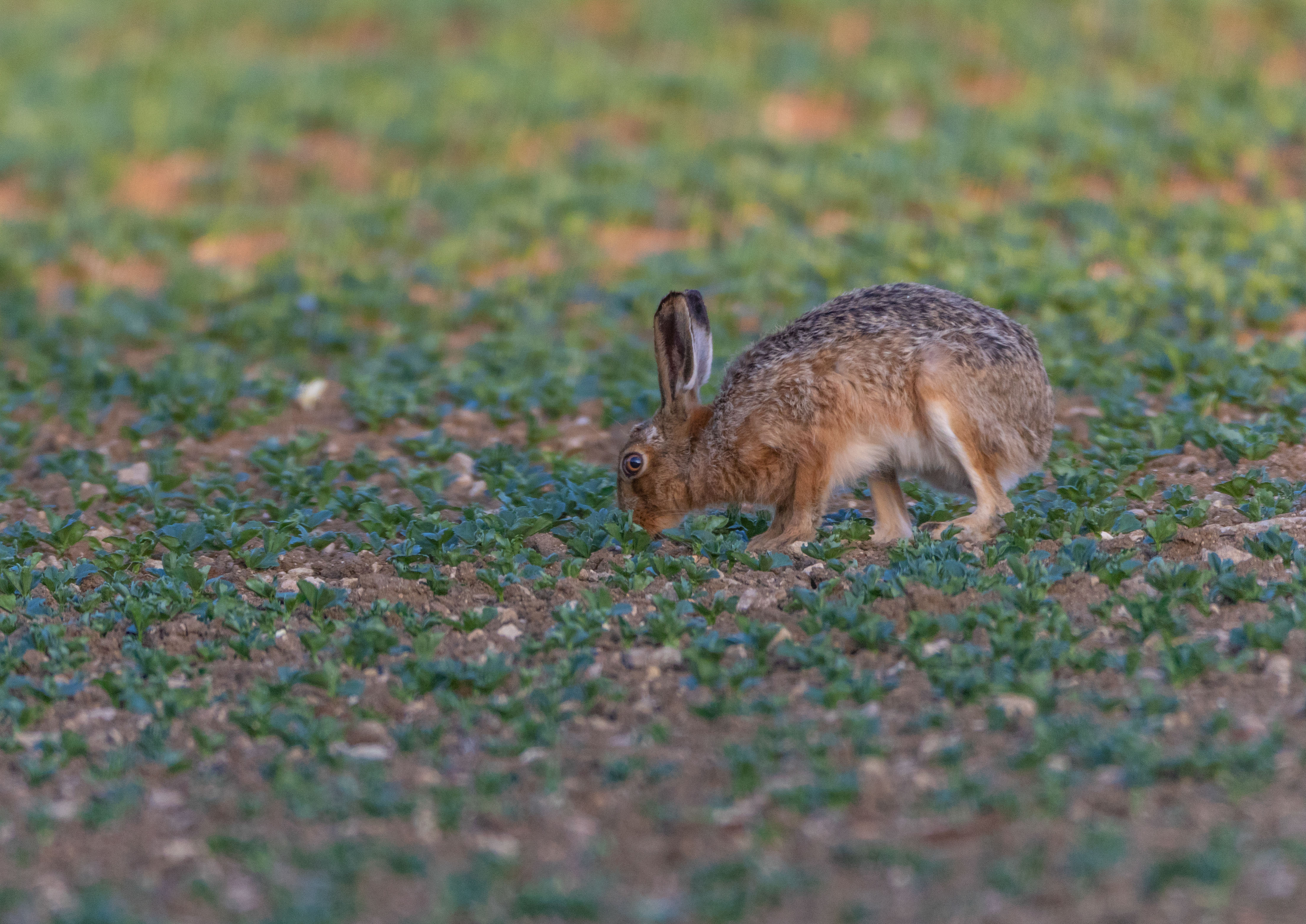 _Y1A9578m1.jpg _Y1A9578m1.jpg