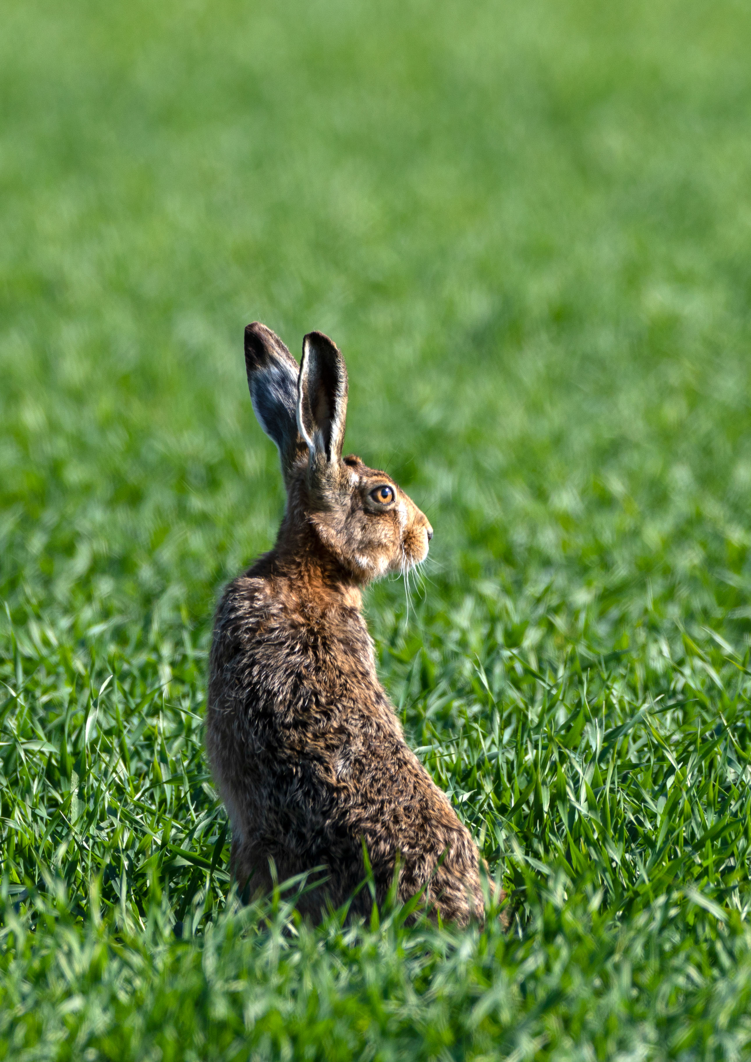 Brown Hare _Y1A9936m1.jpg