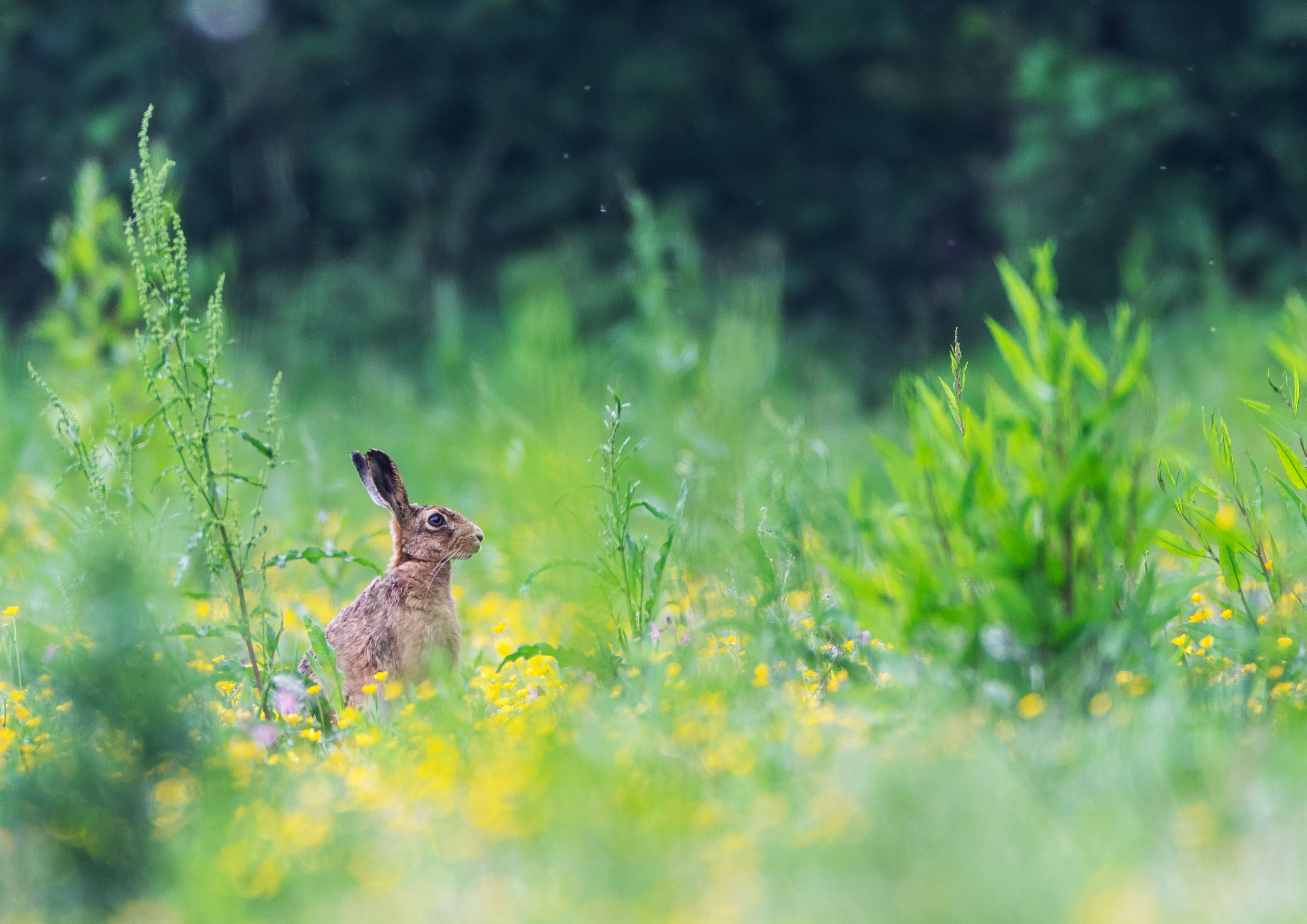Evening Hare _Y1A9995m1.jpg