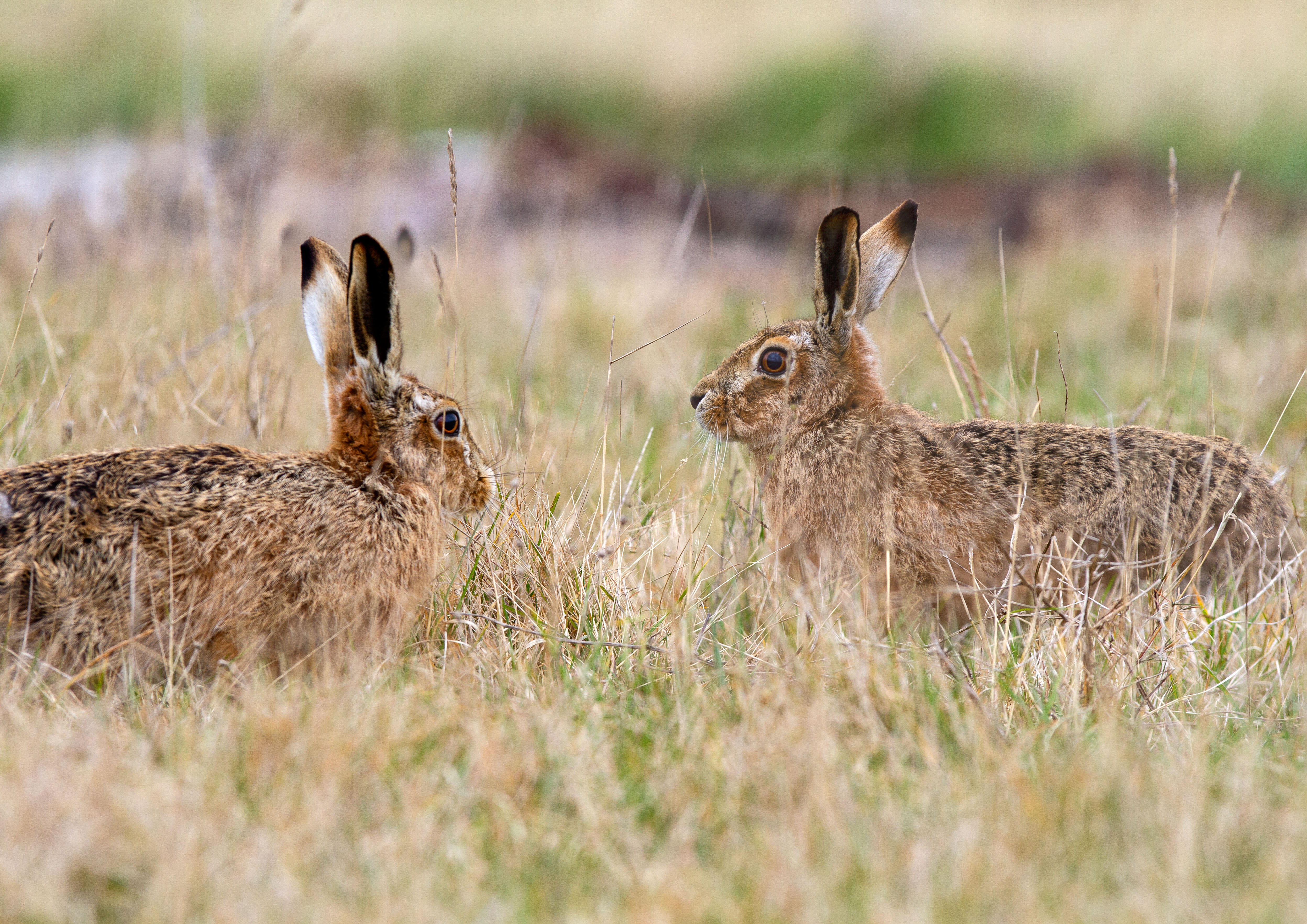 two-hares.jpg two-hares.jpg