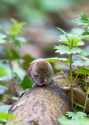Bank Vole shelters under nettle EW7A0083m1.jpg