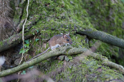 Mice and Voles