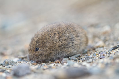 Juvenile short-tailed vole IMG_7119m1.jpg