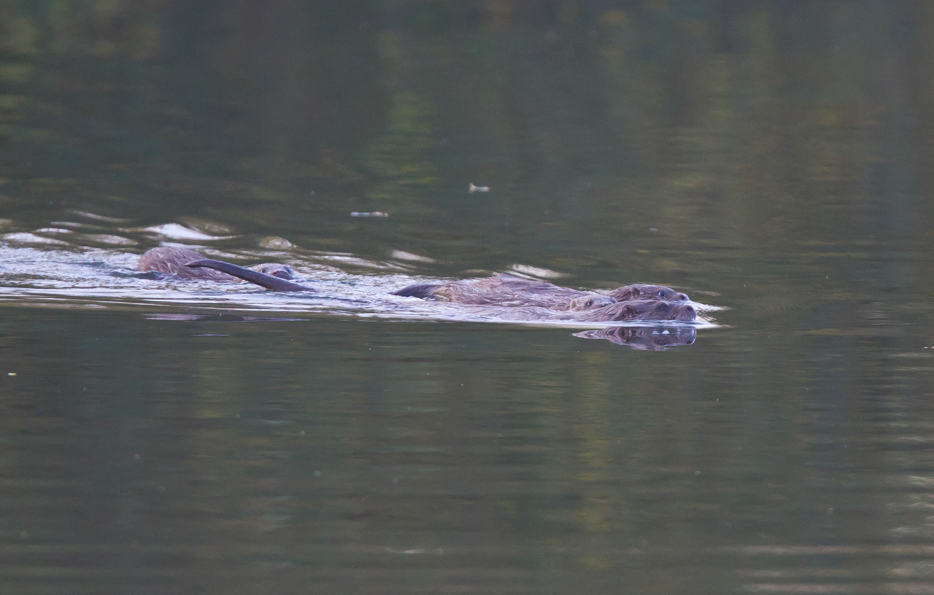 Otter family, lower moor IMG_0165m1.jpg