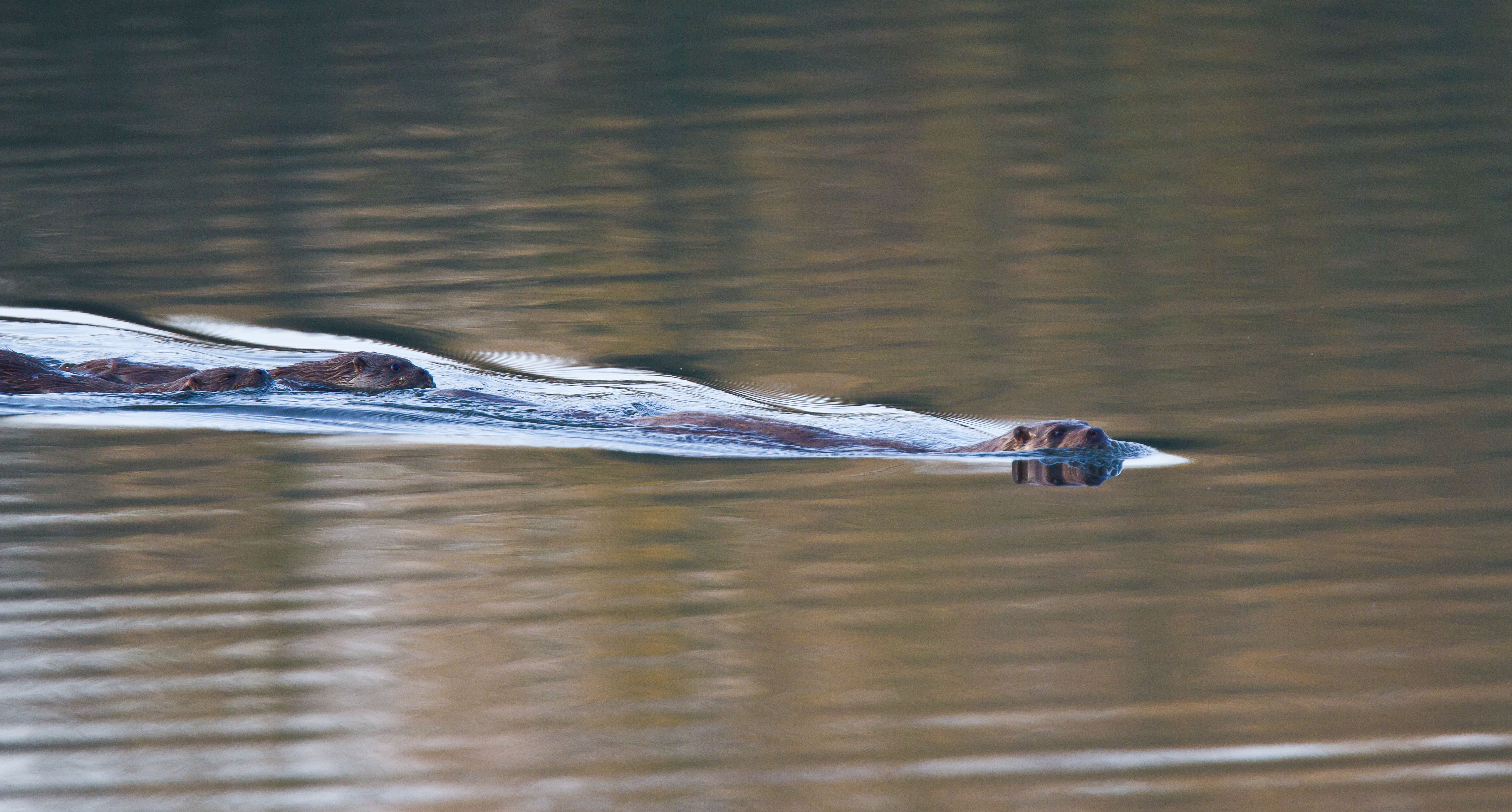 otter family, lower moor IMG_0200m1.jpg