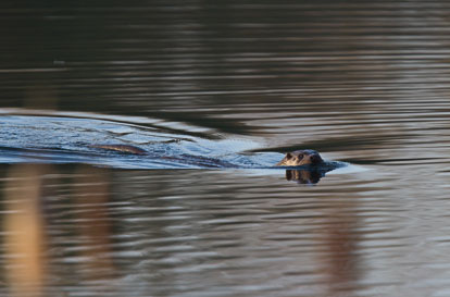 otter IMG_0208m2.jpg