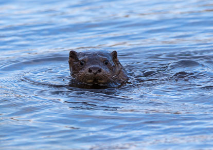 otter _AM20622m1.jpg