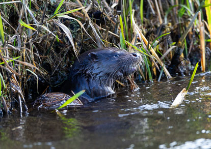 otter _AM20676m1.jpg