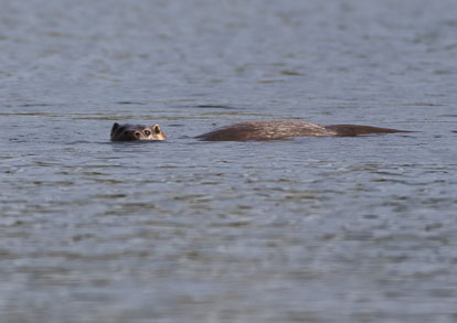 Bitch otter _AM23490m1.jpg