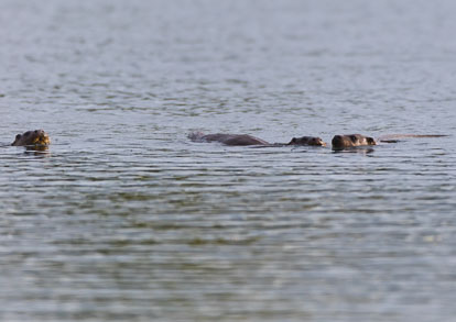 _AM23508m1.jpg _AM23508m1.jpg