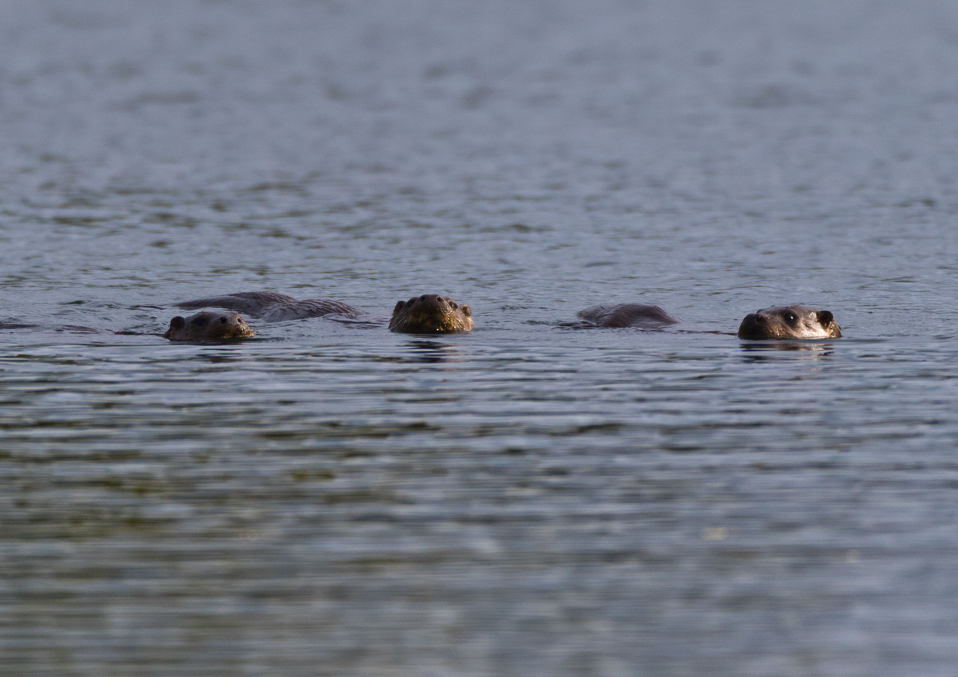 Bitch otter and adult kitts _AM23514m1.jpg