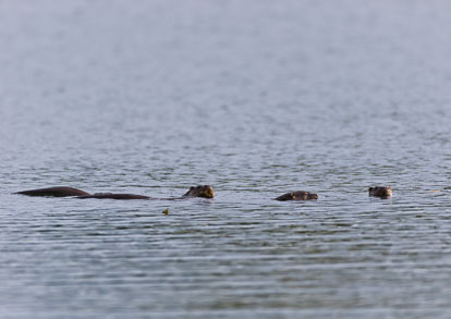 _AM23531m1.jpg _AM23531m1.jpg