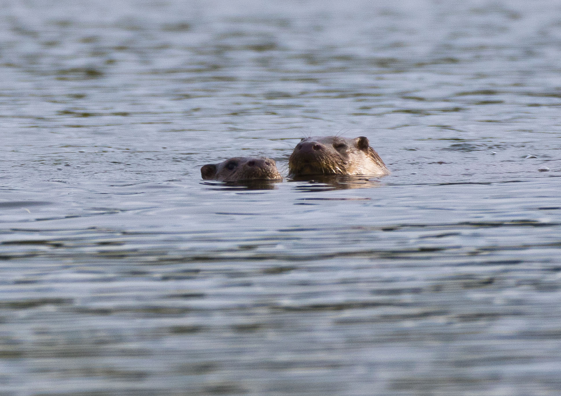 _AM23546m1.jpg _AM23546m1.jpg