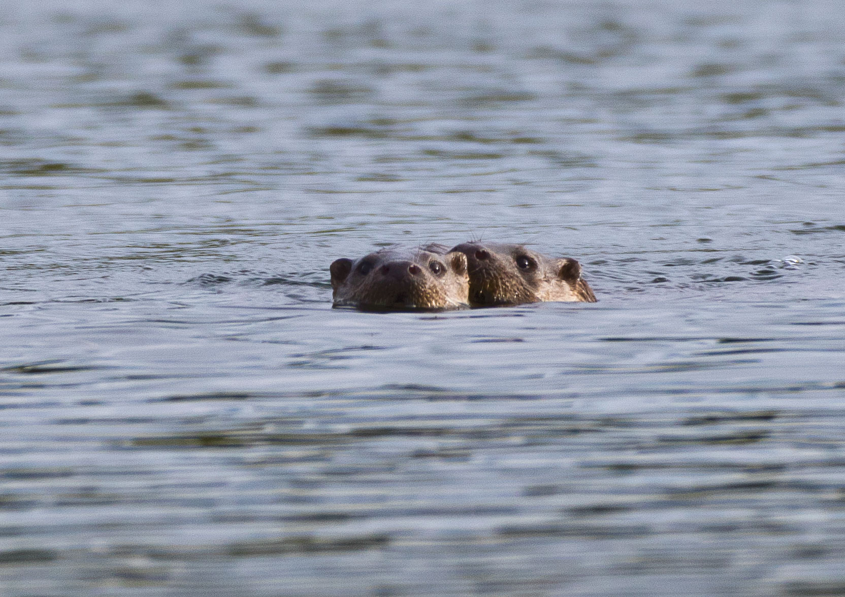 _AM23551m1.jpg _AM23551m1.jpg