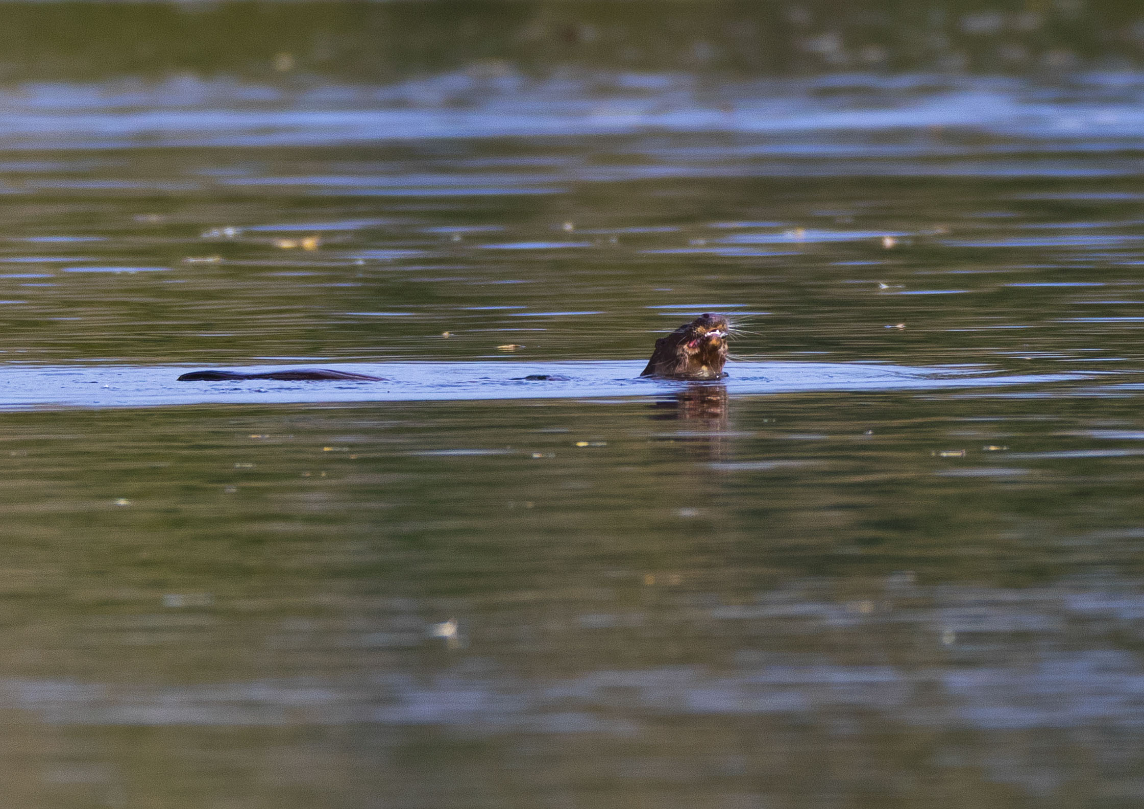 _AM23579m1.jpg _AM23579m1.jpg