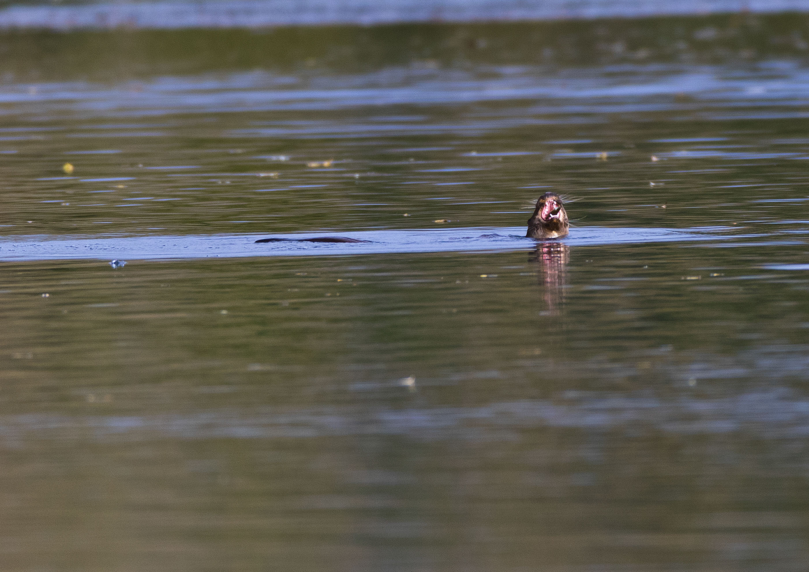 _AM23580m1.jpg _AM23580m1.jpg