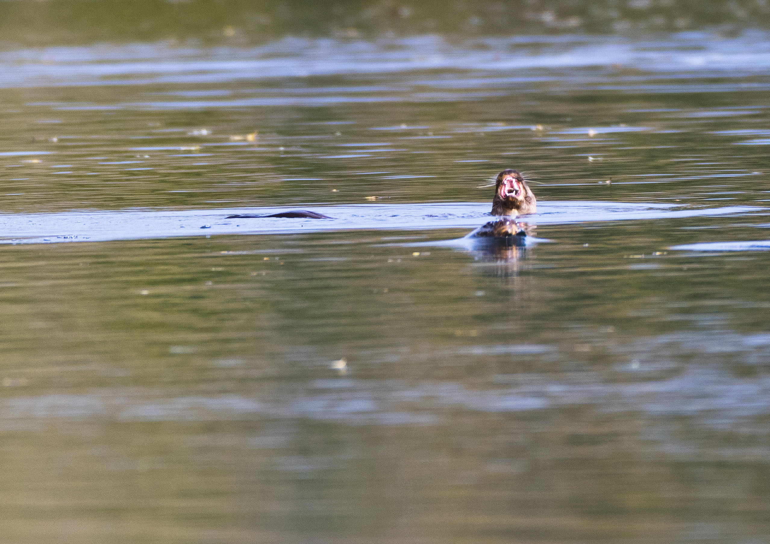 _AM23582m1jpg.jpg _AM23582m1jpg.jpg