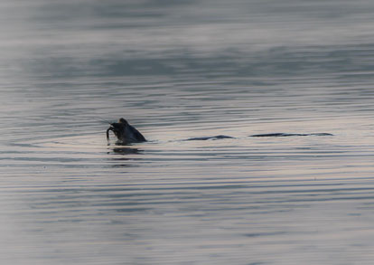 otter eating crayfish _AM24232m1.jpg