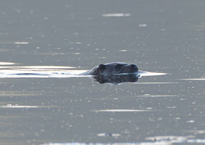 _AM24506m2.jpg _AM24506m2.jpg