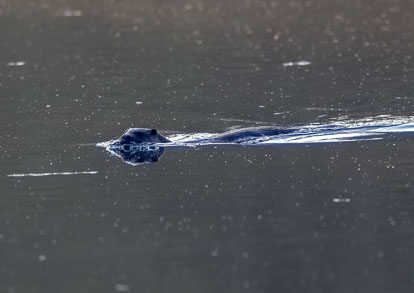 _AM24559Dnm1.jpg _AM24559Dnm1.jpg