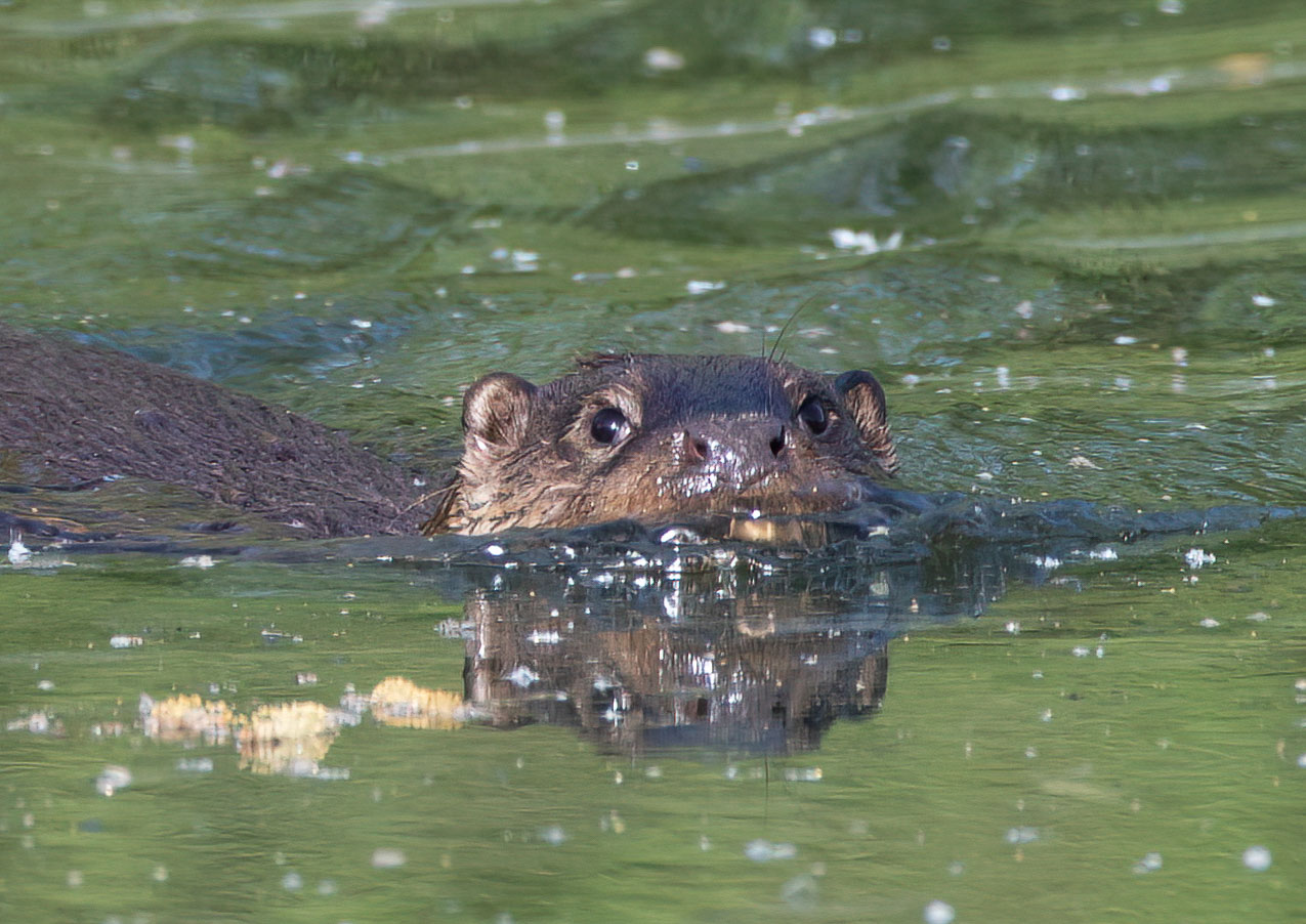 _AM26157m2.jpg _AM26157m2.jpg