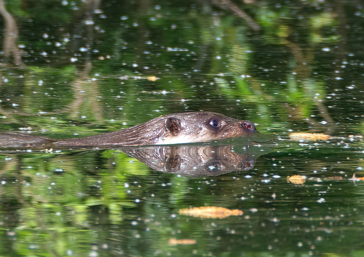 _AM26227m2.jpg _AM26227m2.jpg