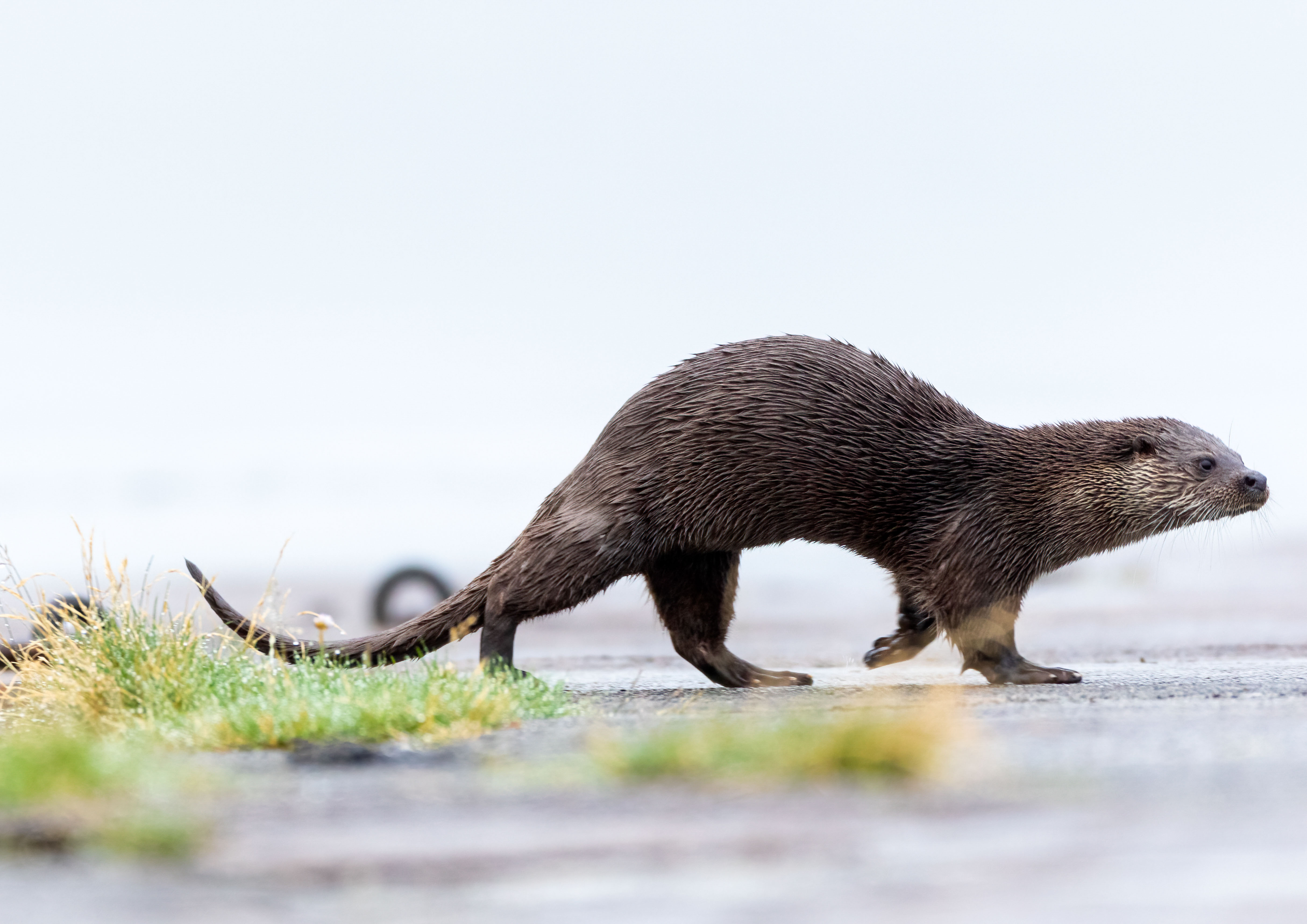 coastal otter _MG_0510m1.jpg