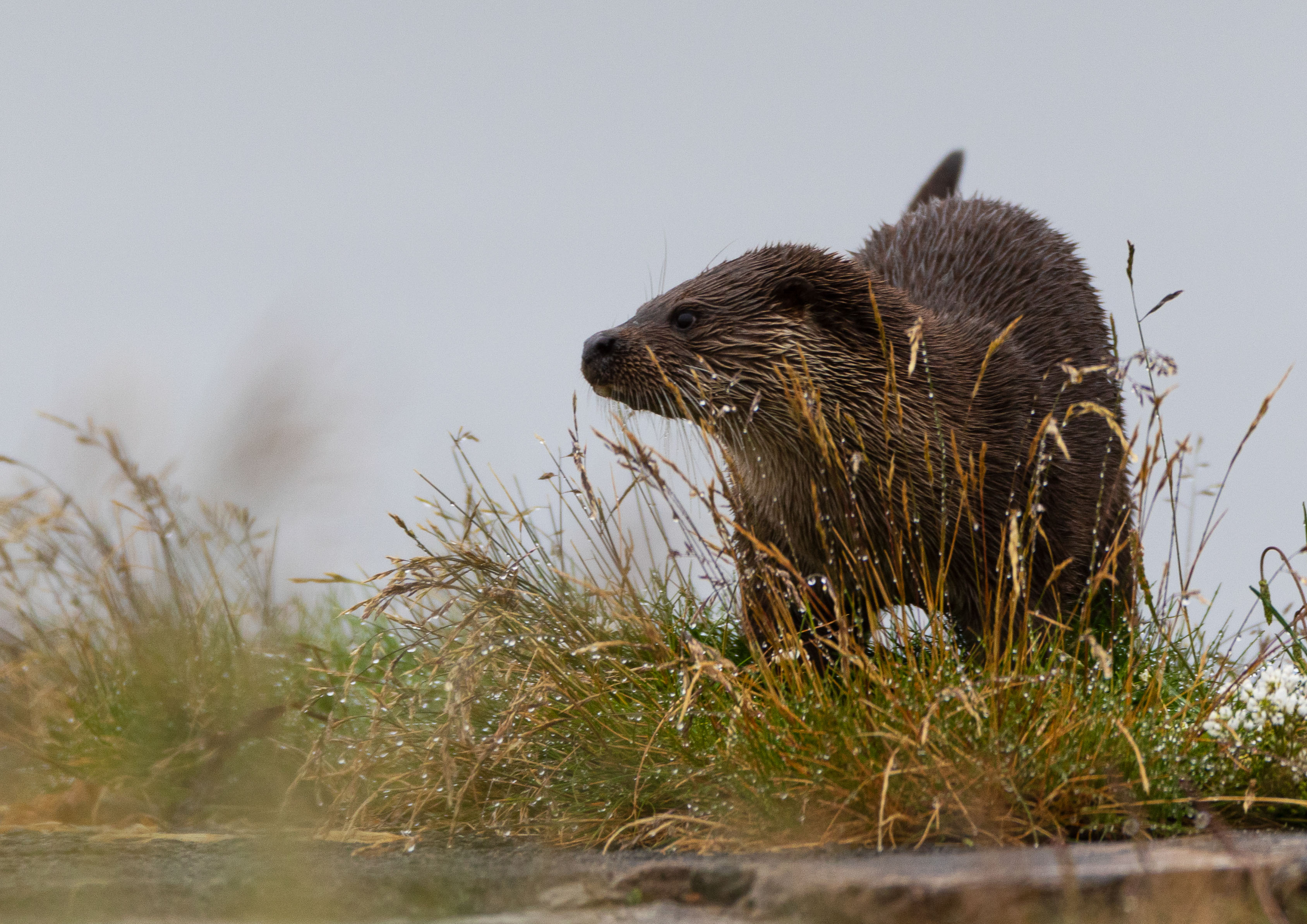 coastal otter _MG_0516m1.jpg