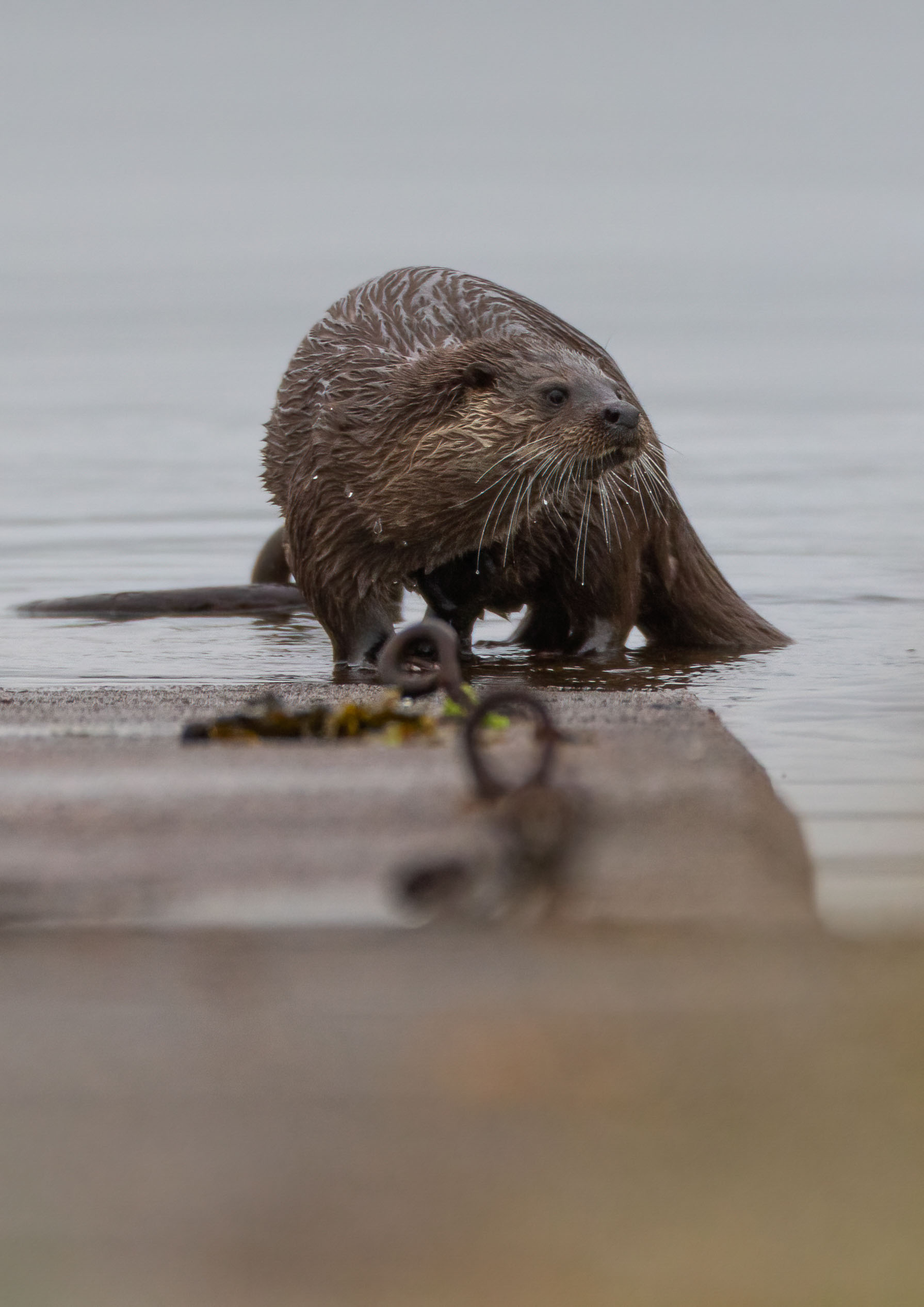 coastal otter _MG_0528m1.jpg