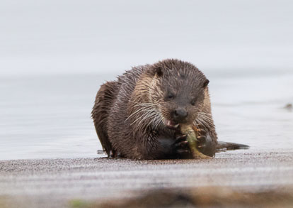 coastal otter eating Short-spined Sea Scorpion _MG_0572m1.jpg