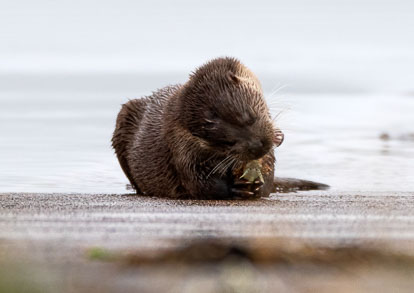 coastal otter eating Short-spined Sea Scorpion _MG_0581m1.jpg