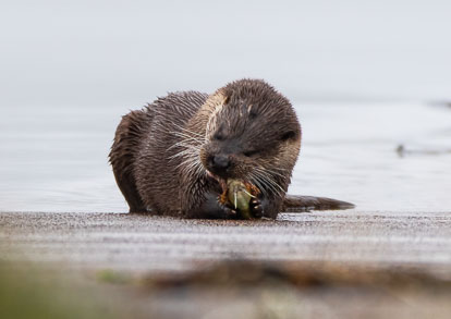 coastal otter eating Short-spined Sea Scorpion _MG_0591m1.jpg