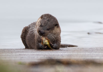 coastal otter eating Short-spined Sea Scorpion _MG_0605m1.jpg