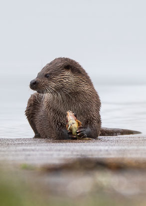 coastal otter eating Short-spined Sea Scorpion _MG_0617m2.jpg