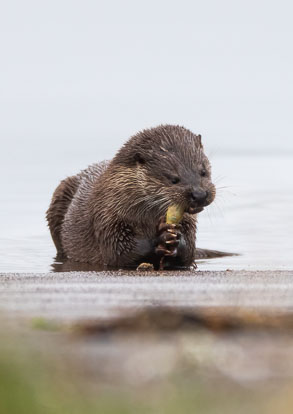 coastal otter eating Short-spined Sea Scorpion _MG_0646m1.jpg